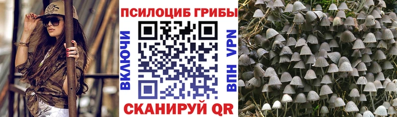 Псилоцибиновые грибы Psilocybe  магазин    Сенгилей 
